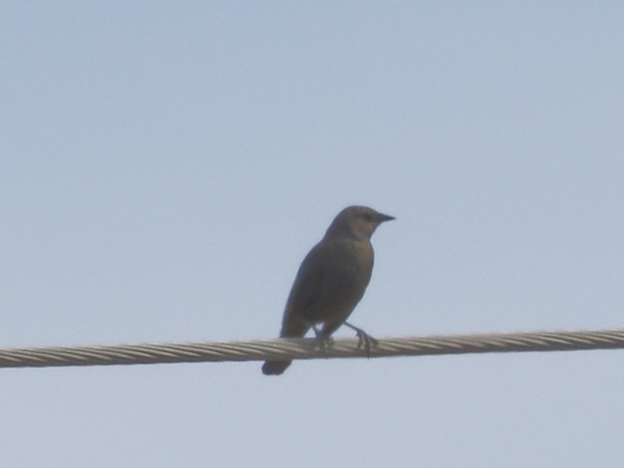 Brewer's Blackbird - Edith Holden