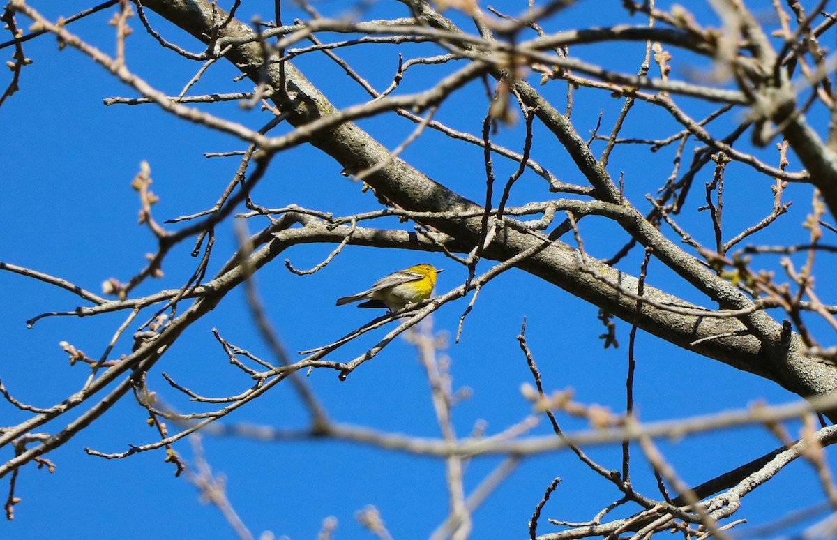 Pine Warbler - Lisa Maier