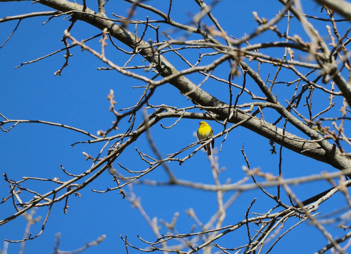 Pine Warbler - Lisa Maier