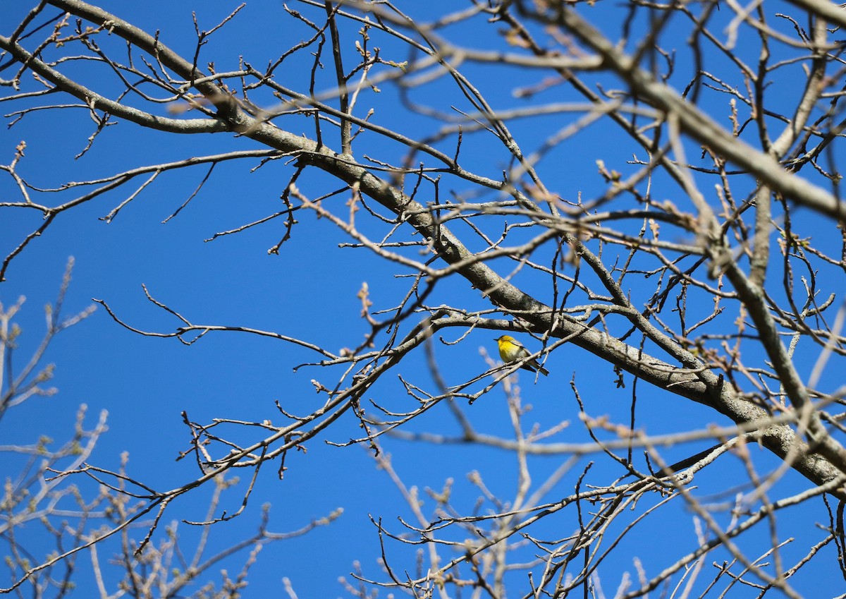 Pine Warbler - Lisa Maier