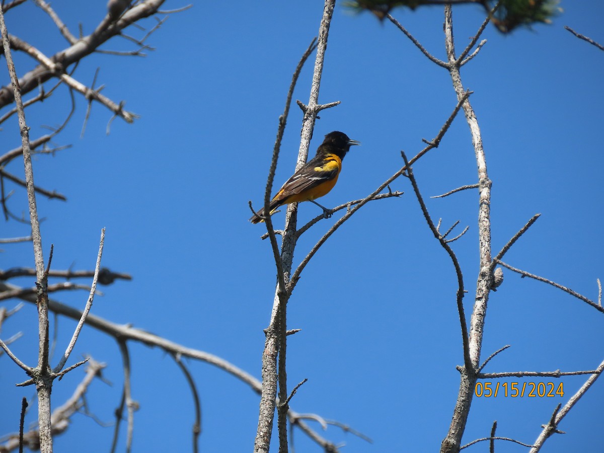 Baltimore Oriole - Bonnie McKenzie