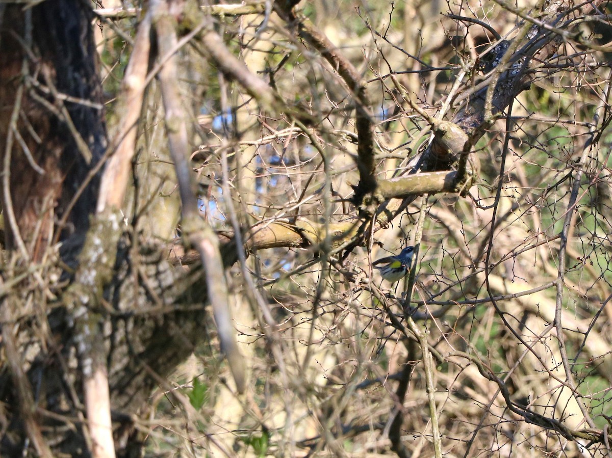 Yellow-rumped Warbler (Myrtle) - Lisa Maier