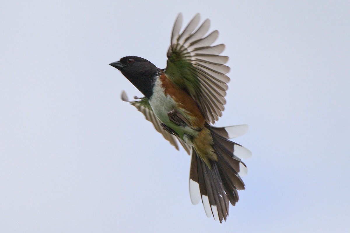 Eastern Towhee - David Mou