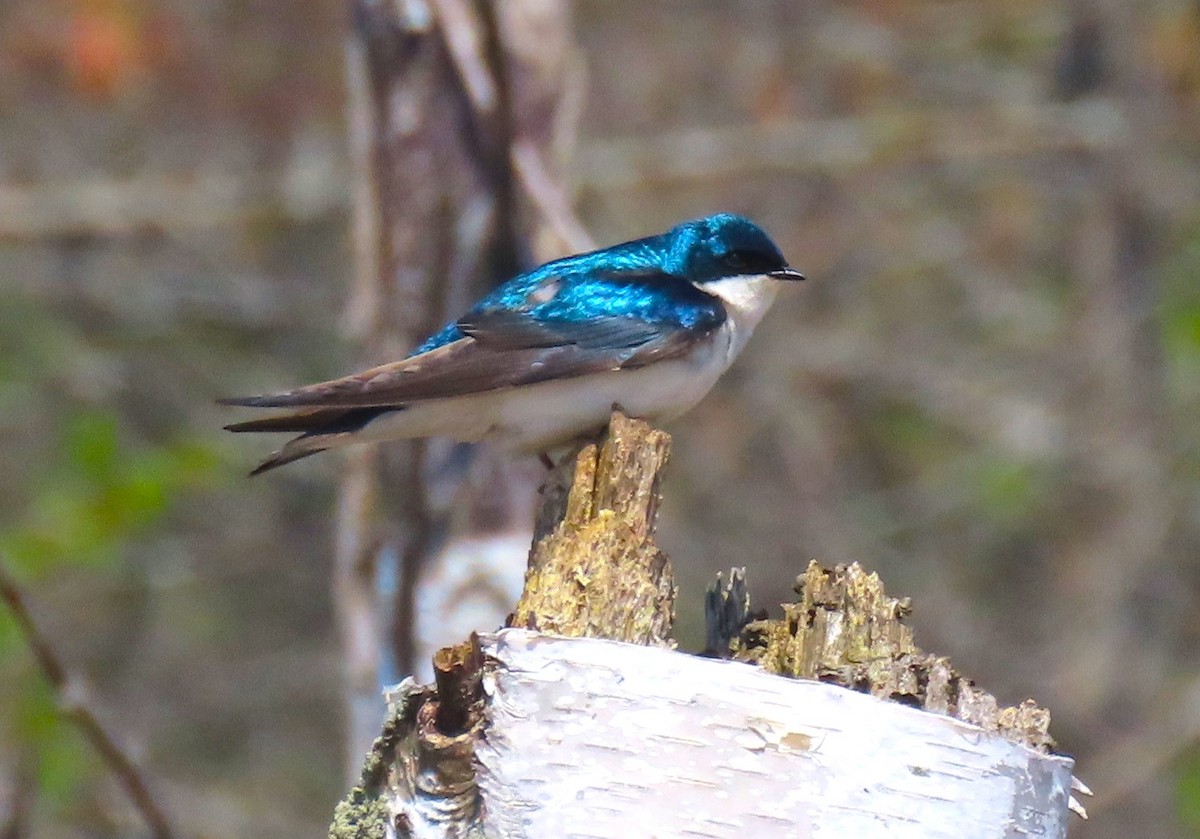 Tree Swallow - Bonnie McKenzie