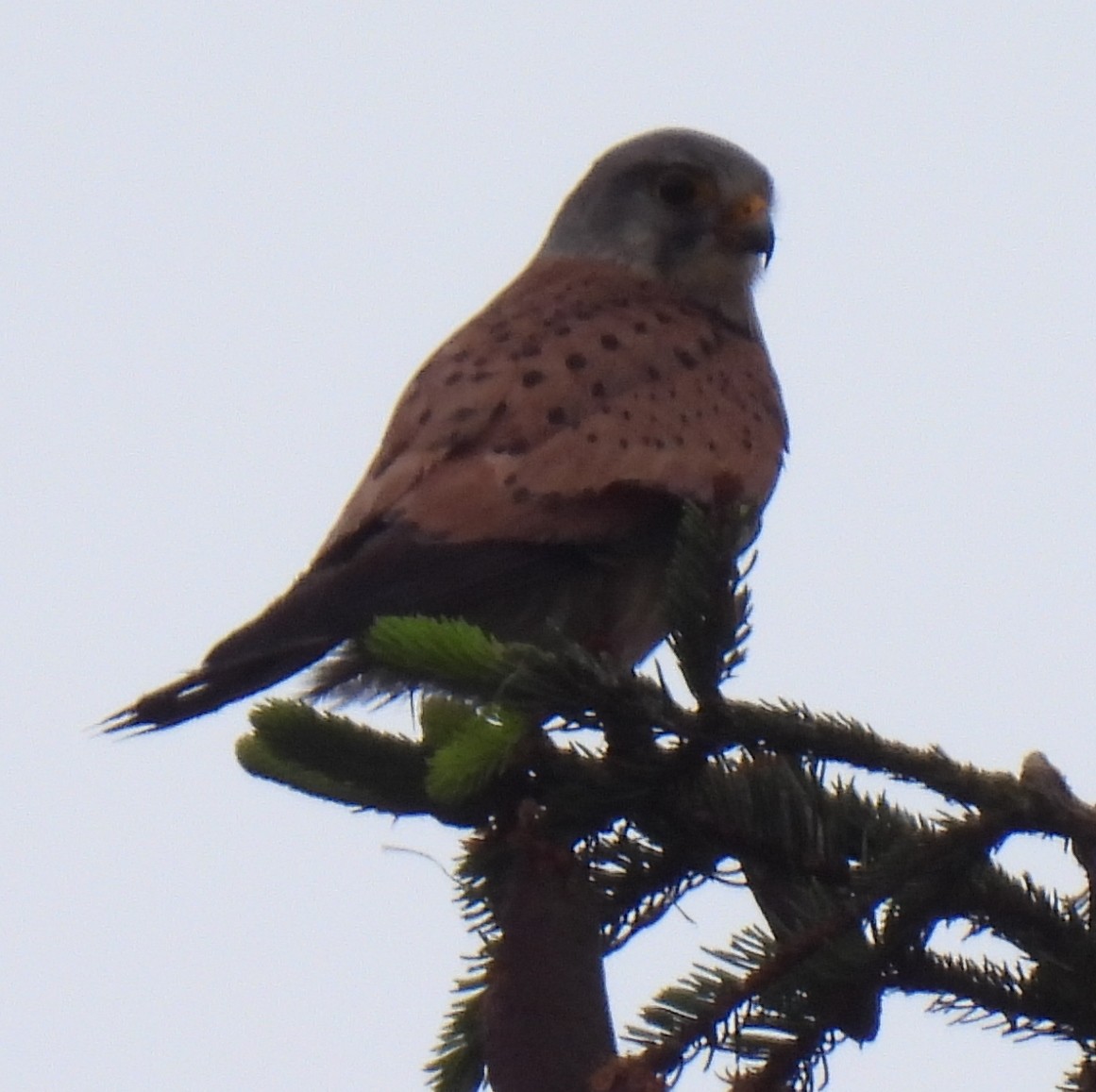 Eurasian Kestrel - Susanne Meidel