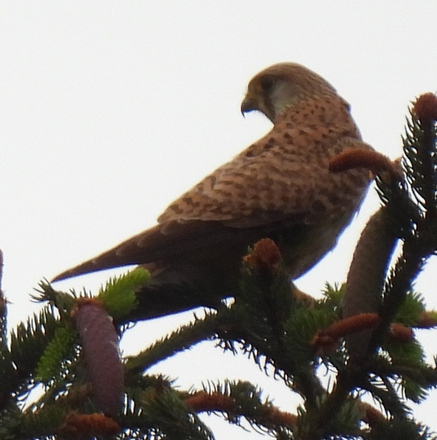 Eurasian Kestrel - Susanne Meidel