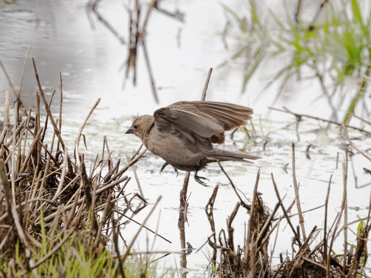 Brown-headed Cowbird - Nancy Schutt