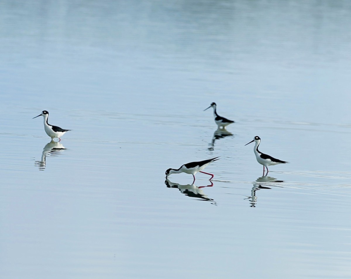 Black-necked Stilt (Black-necked) - ML619485745