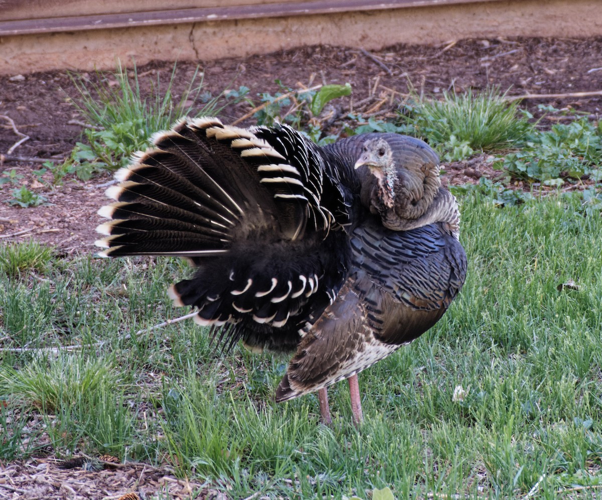 Wild Turkey - Leslie Holzmann