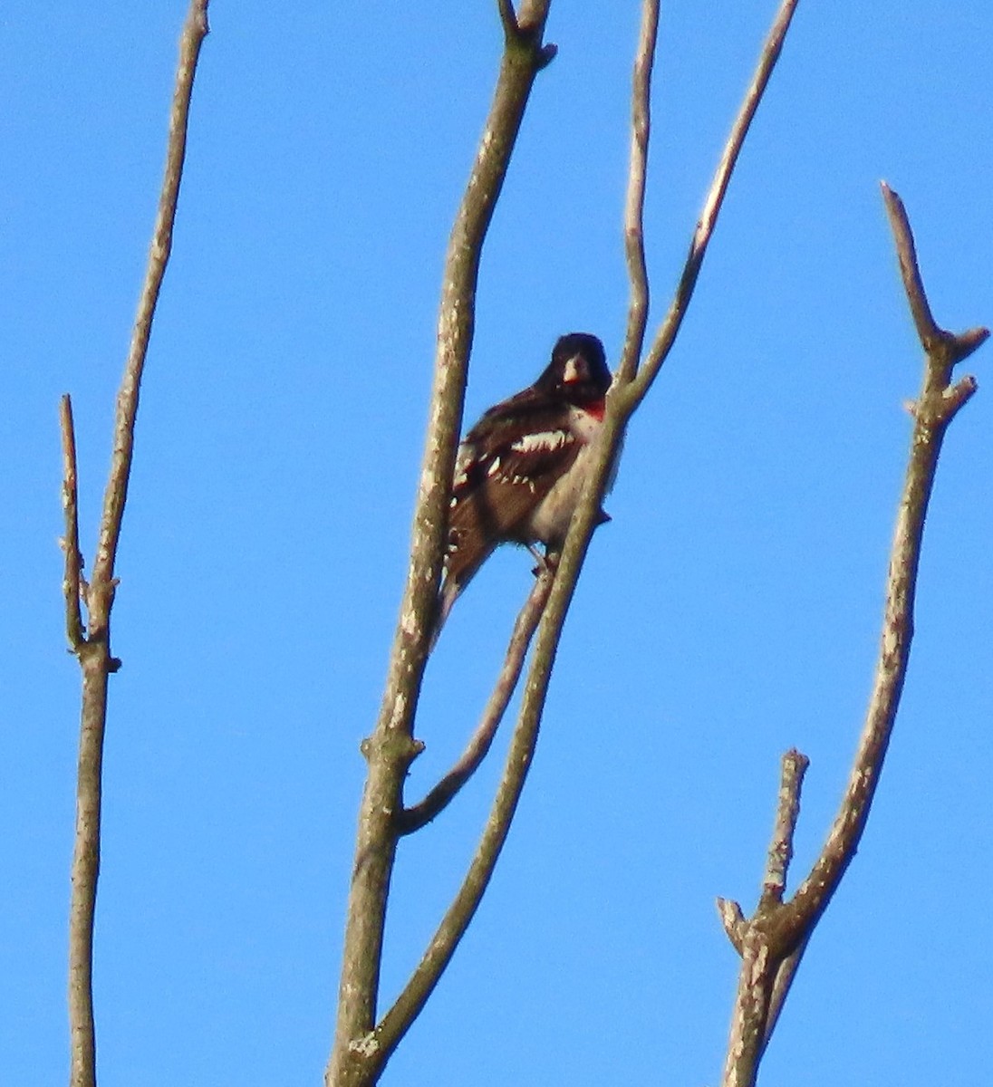 Rose-breasted Grosbeak - ML619485750