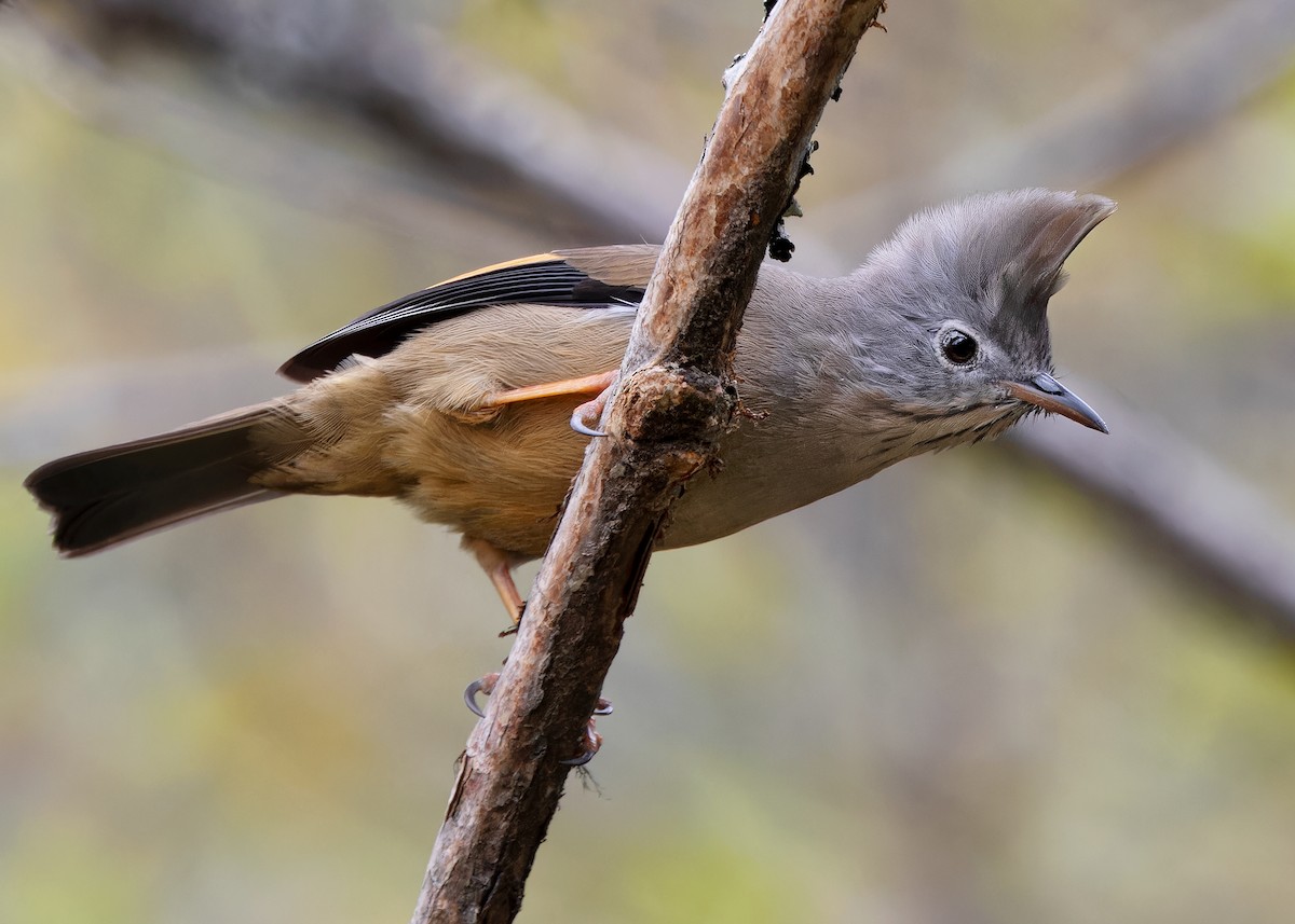 Stripe-throated Yuhina - Ayuwat Jearwattanakanok