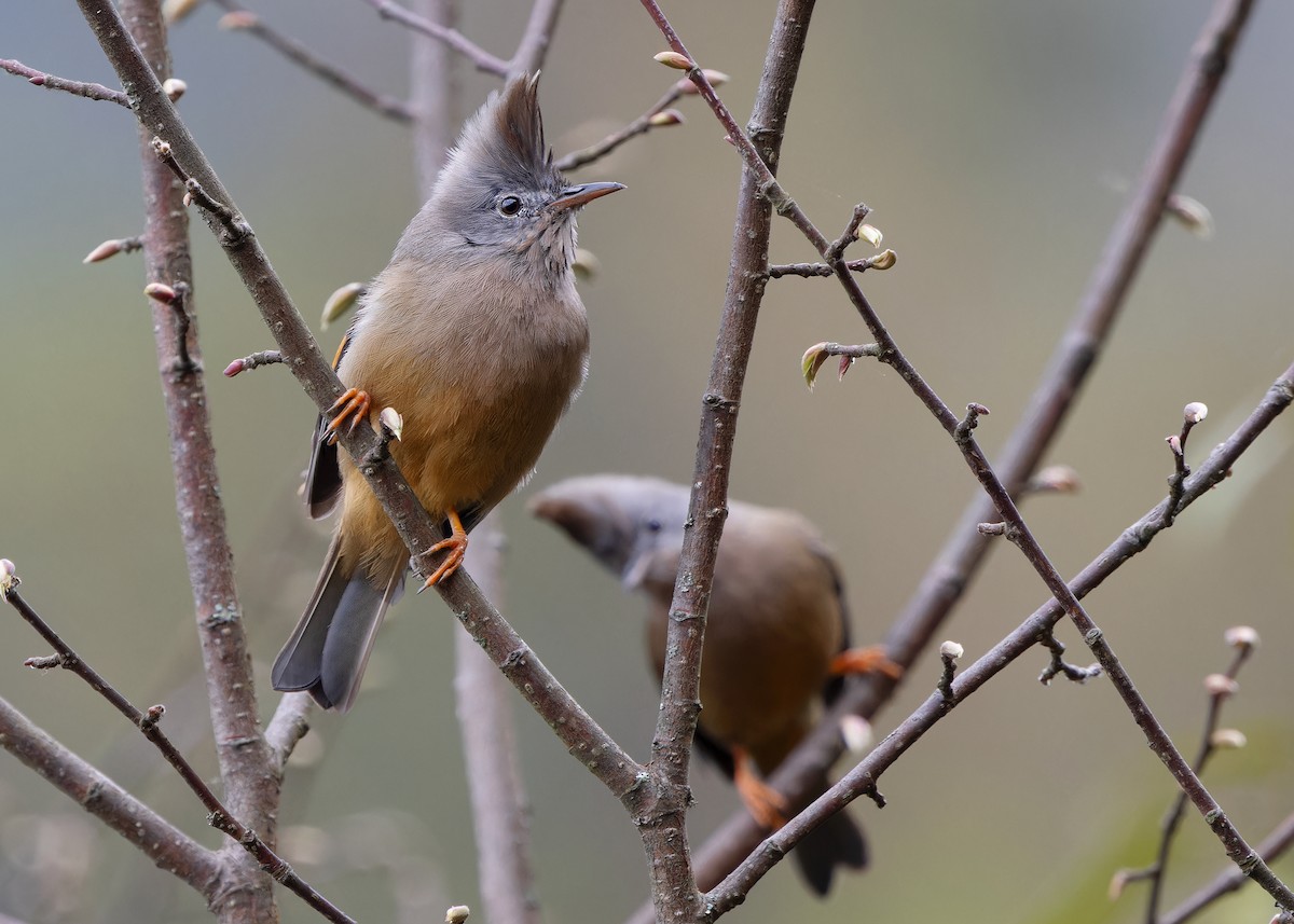 Stripe-throated Yuhina - ML619485755