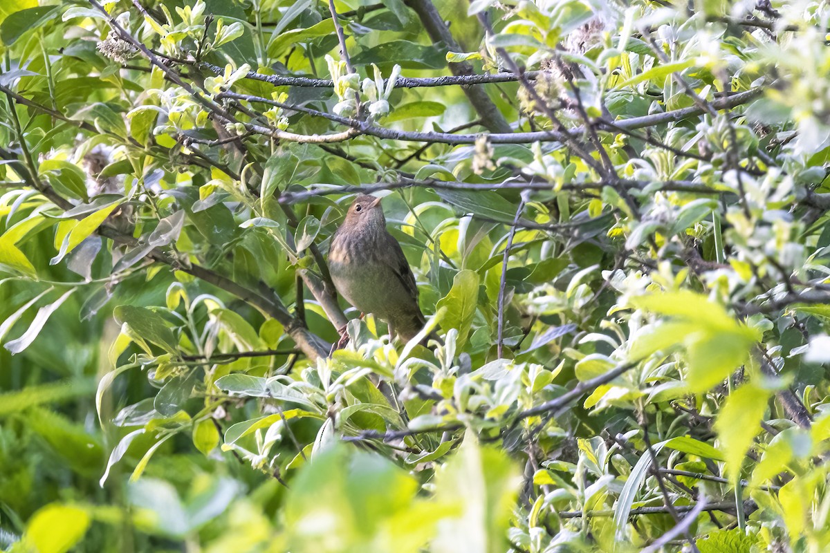 River Warbler - Delfin Gonzalez