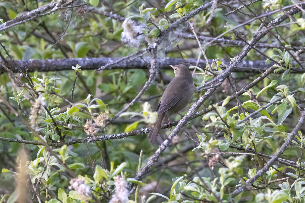 River Warbler - Delfin Gonzalez