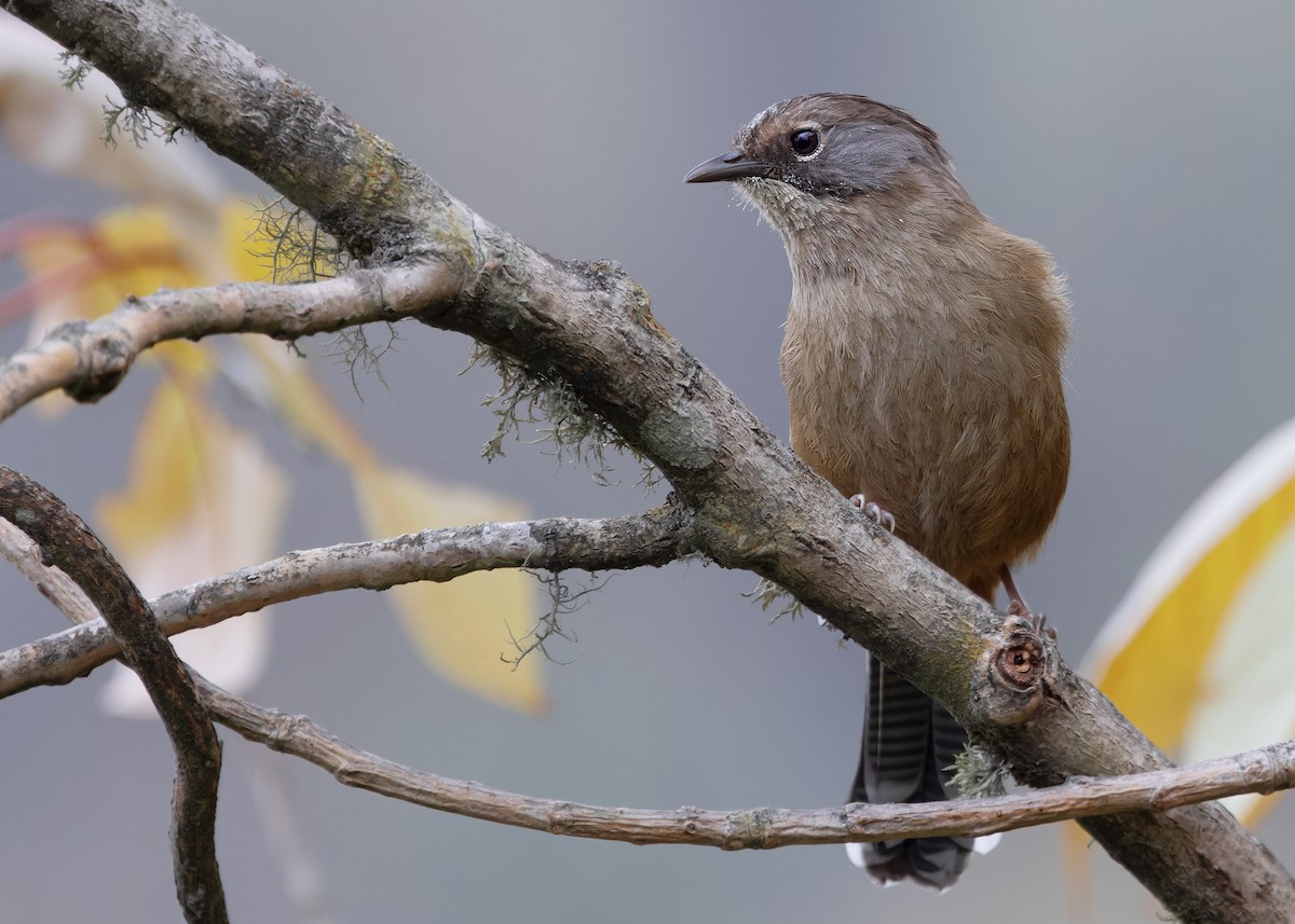 Streak-throated Barwing - Ayuwat Jearwattanakanok