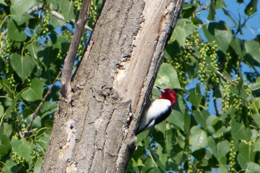 Red-headed Woodpecker - ML619485775