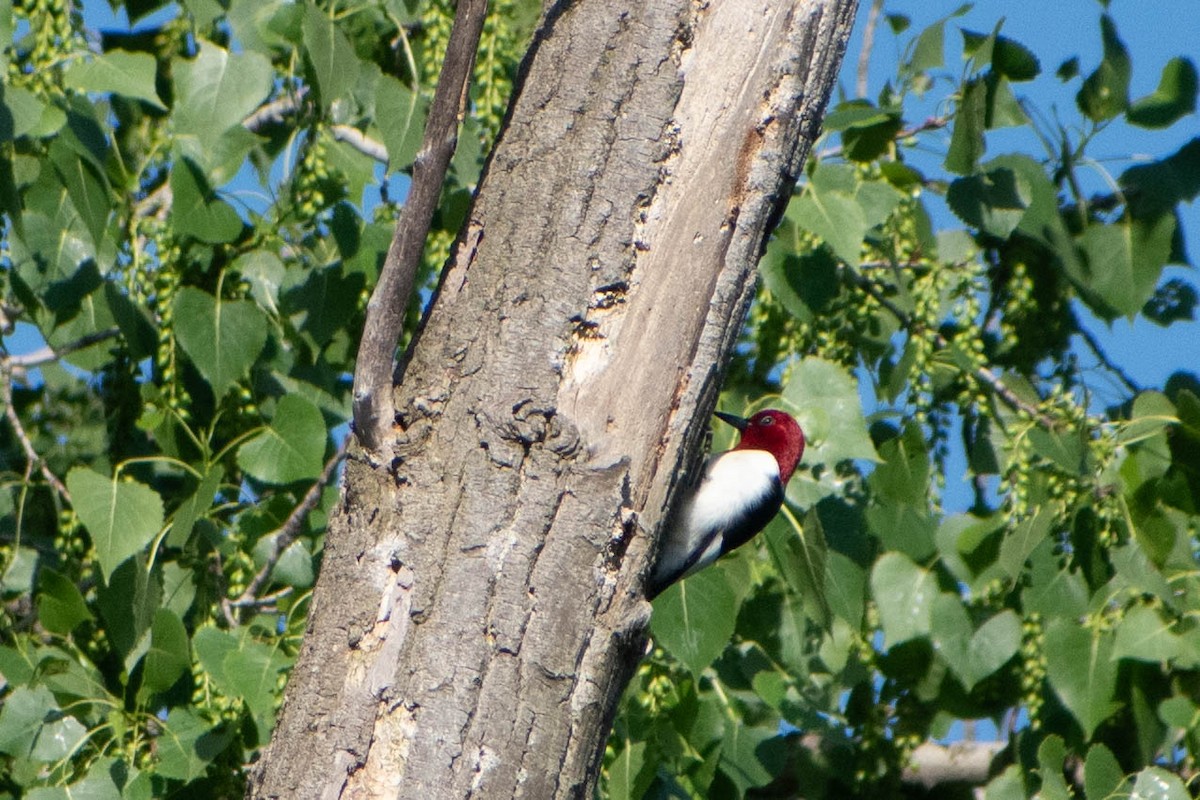 Red-headed Woodpecker - ML619485776