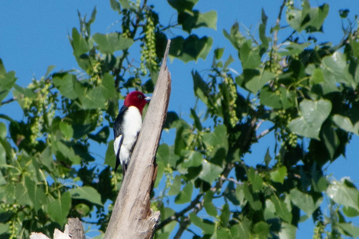 Red-headed Woodpecker - ML619485777