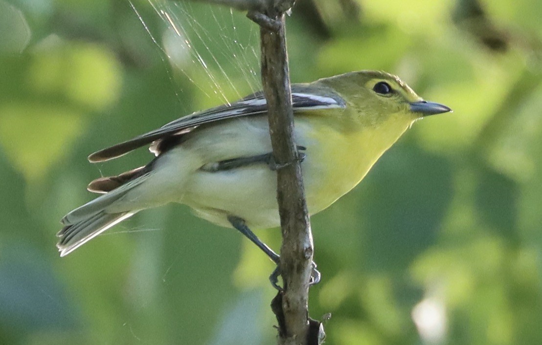 Yellow-throated Vireo - Mark Ross