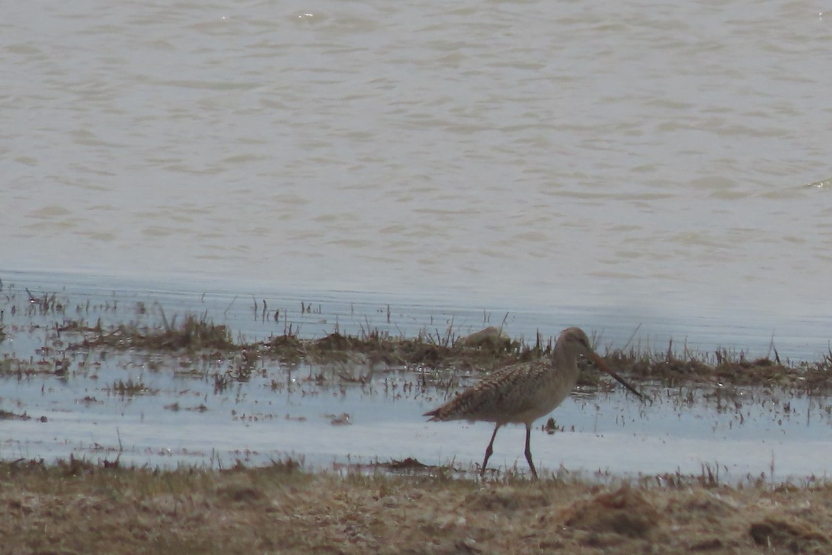 Marbled Godwit - Mike Lesnik