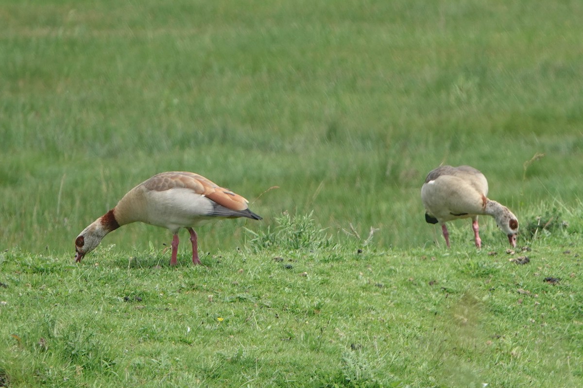 Egyptian Goose - Robert Wright