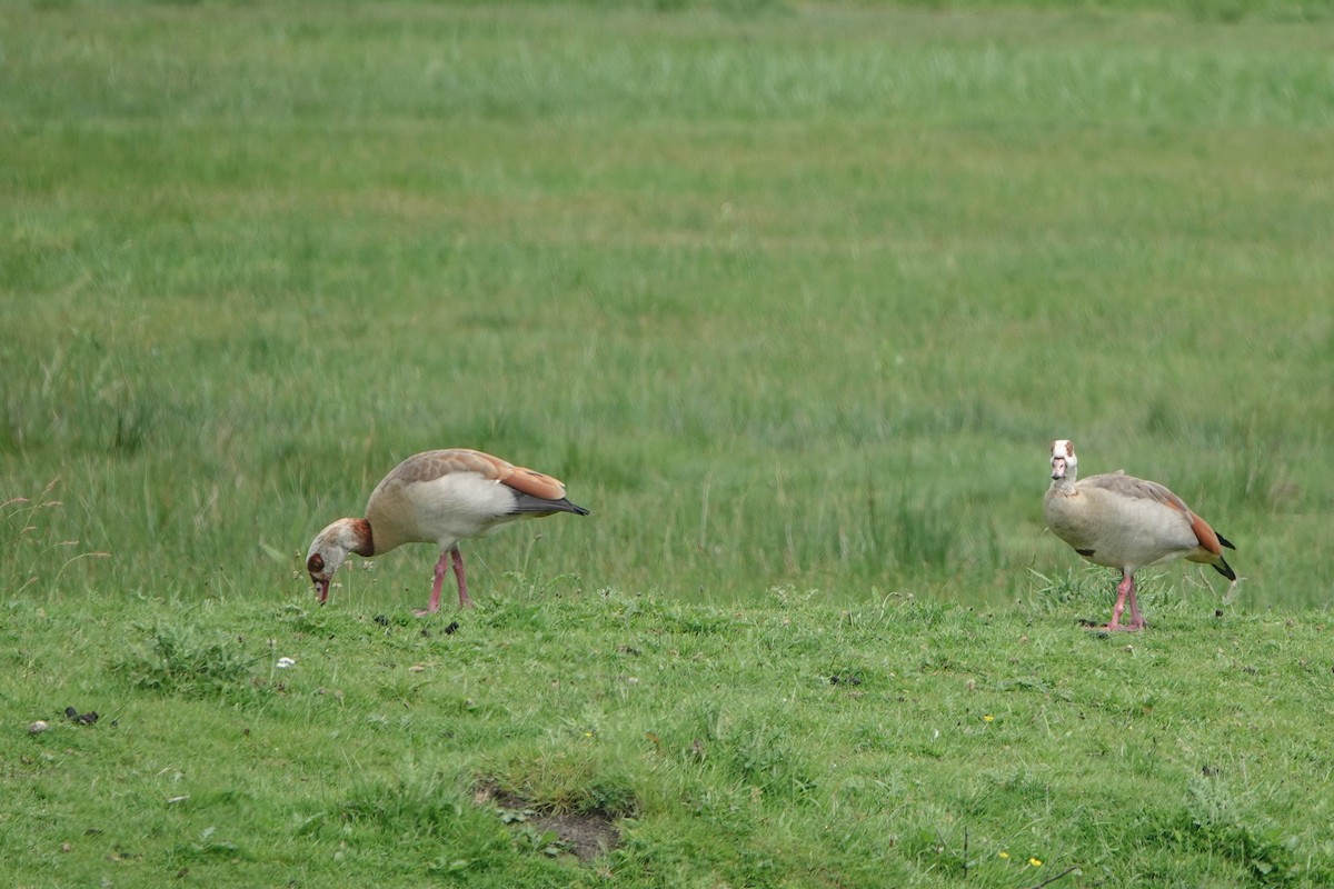 Egyptian Goose - Robert Wright