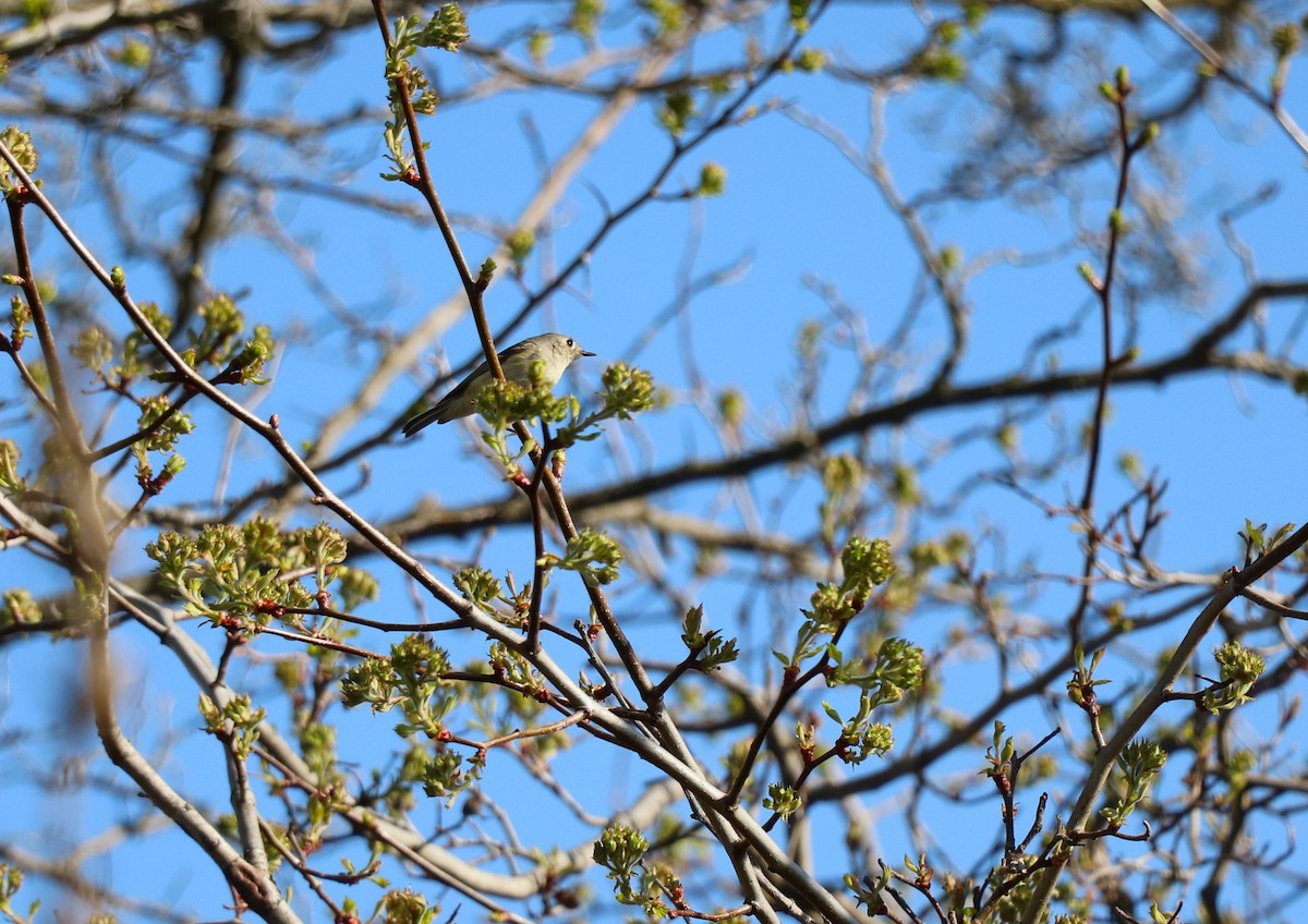 Ruby-crowned Kinglet - Lisa Maier