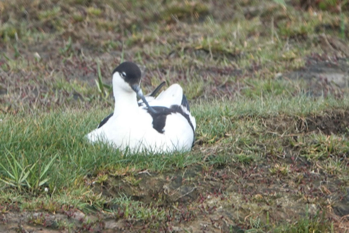 Pied Avocet - Robert Wright