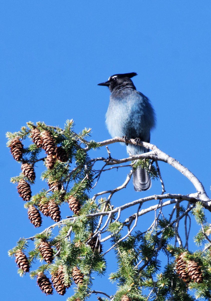 Steller's Jay - Leslie Holzmann