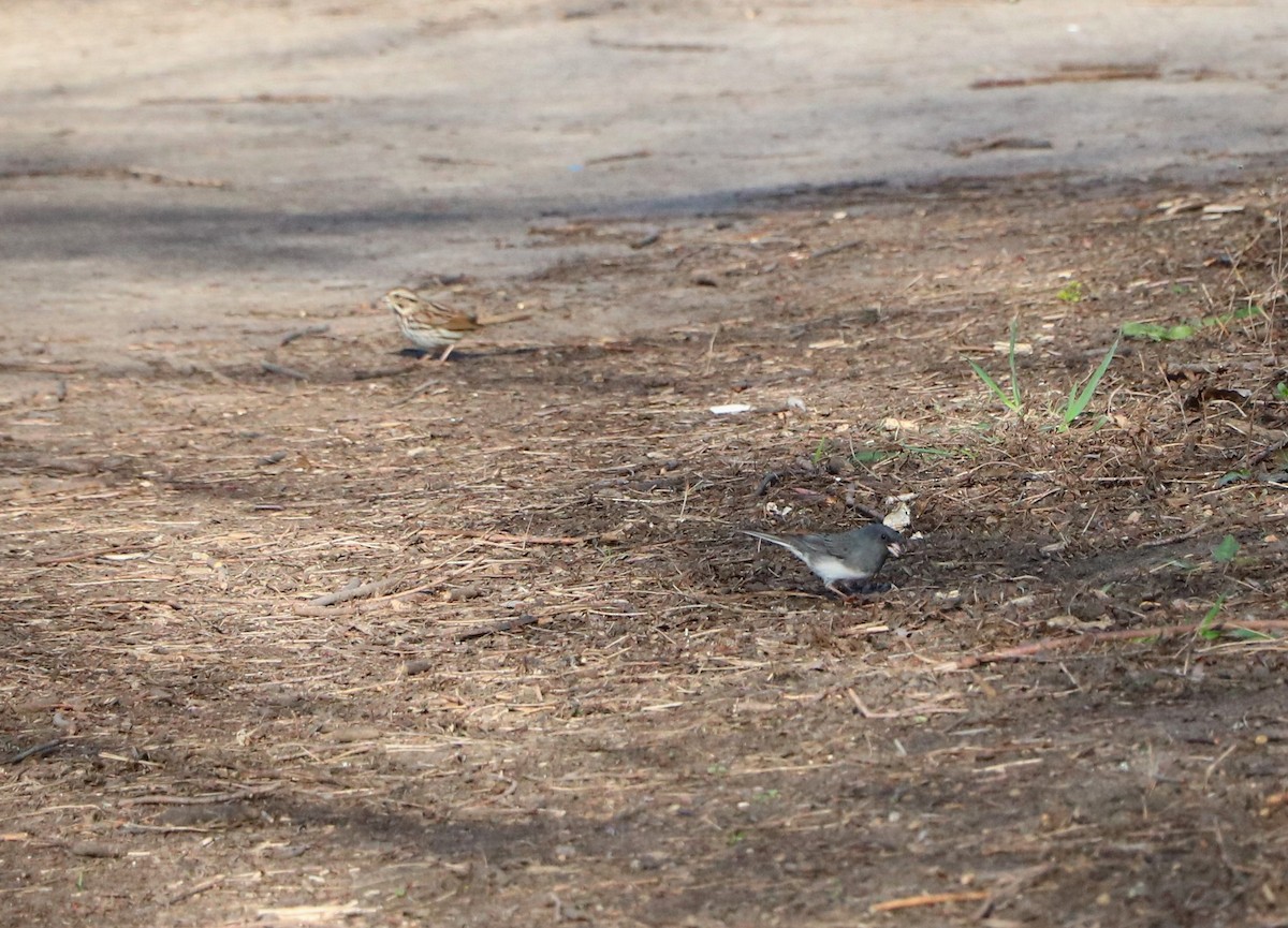 Dark-eyed Junco - Lisa Maier