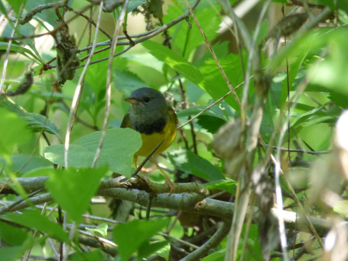 Mourning Warbler - Brad Sherwin