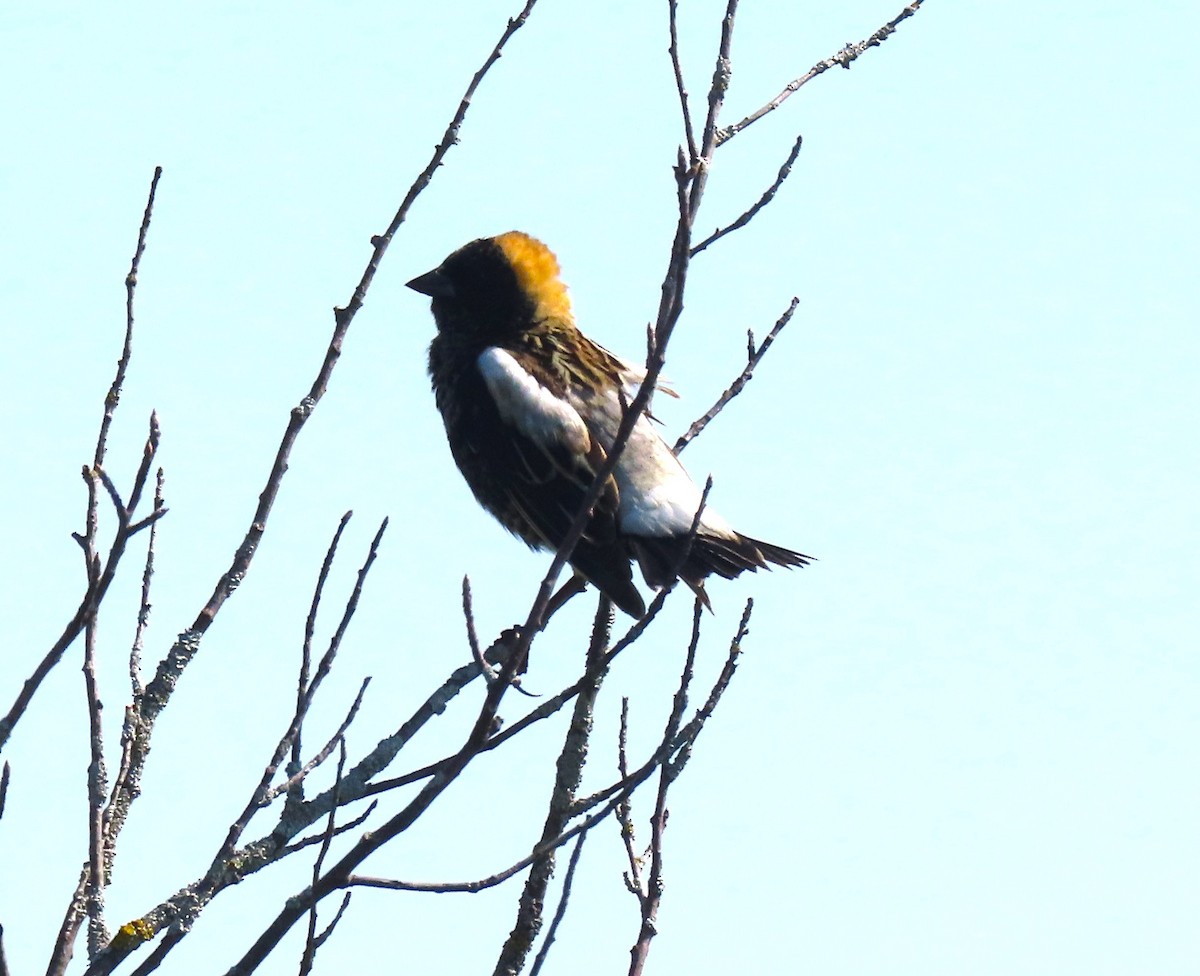 bobolink americký - ML619485820