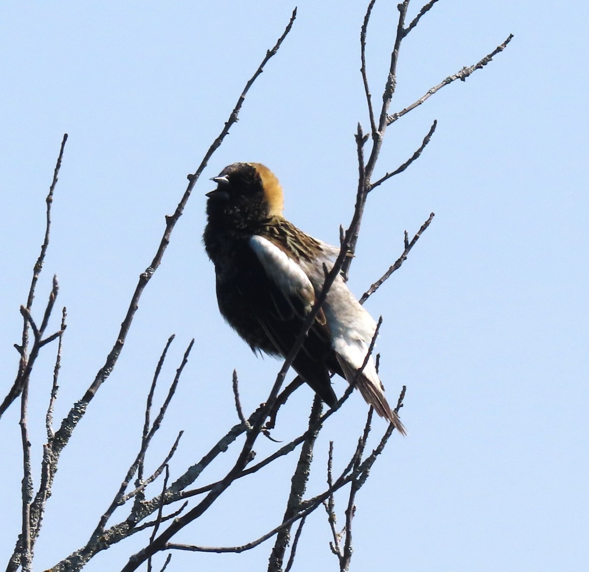 bobolink americký - ML619485821