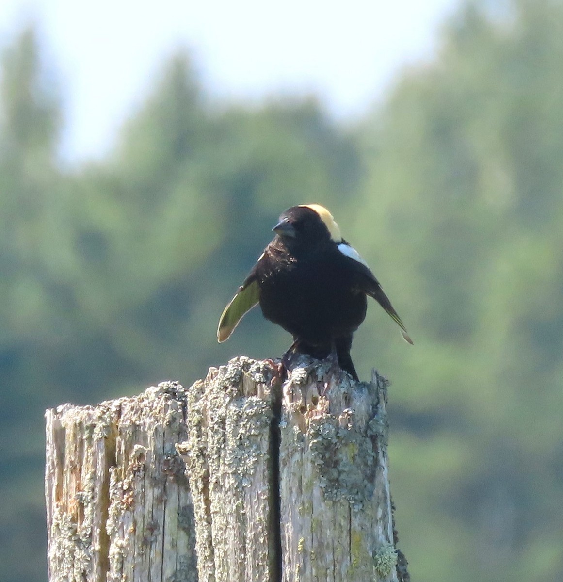 bobolink americký - ML619485822