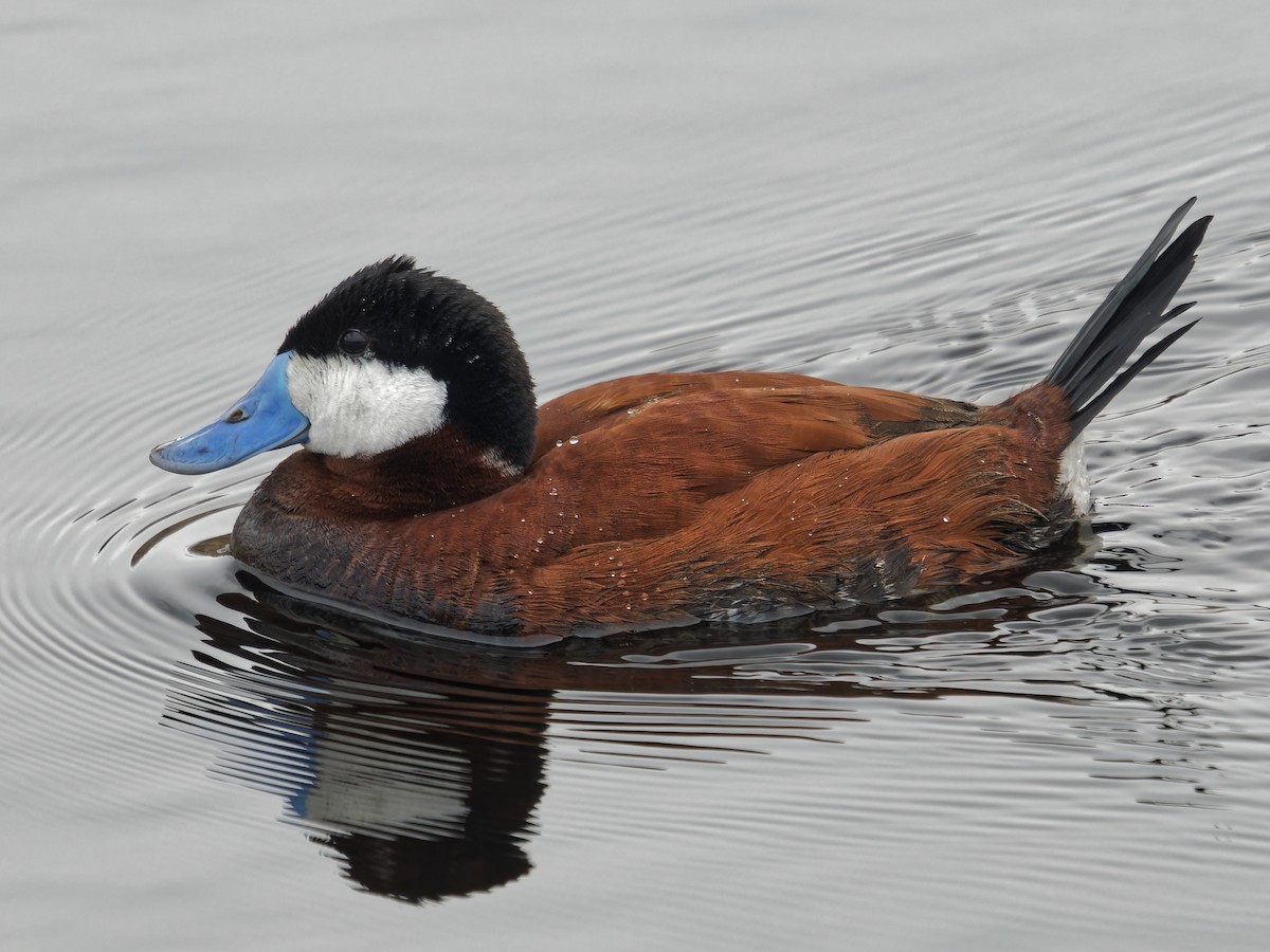 Ruddy Duck - Edith Holden