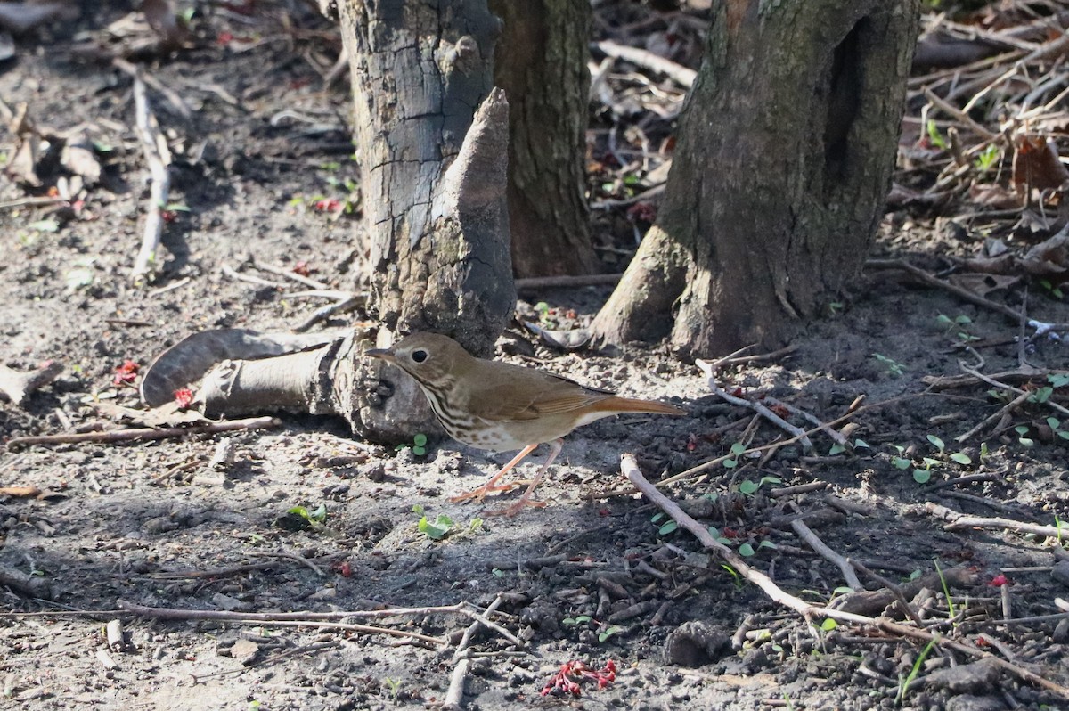 Hermit Thrush - Lisa Maier