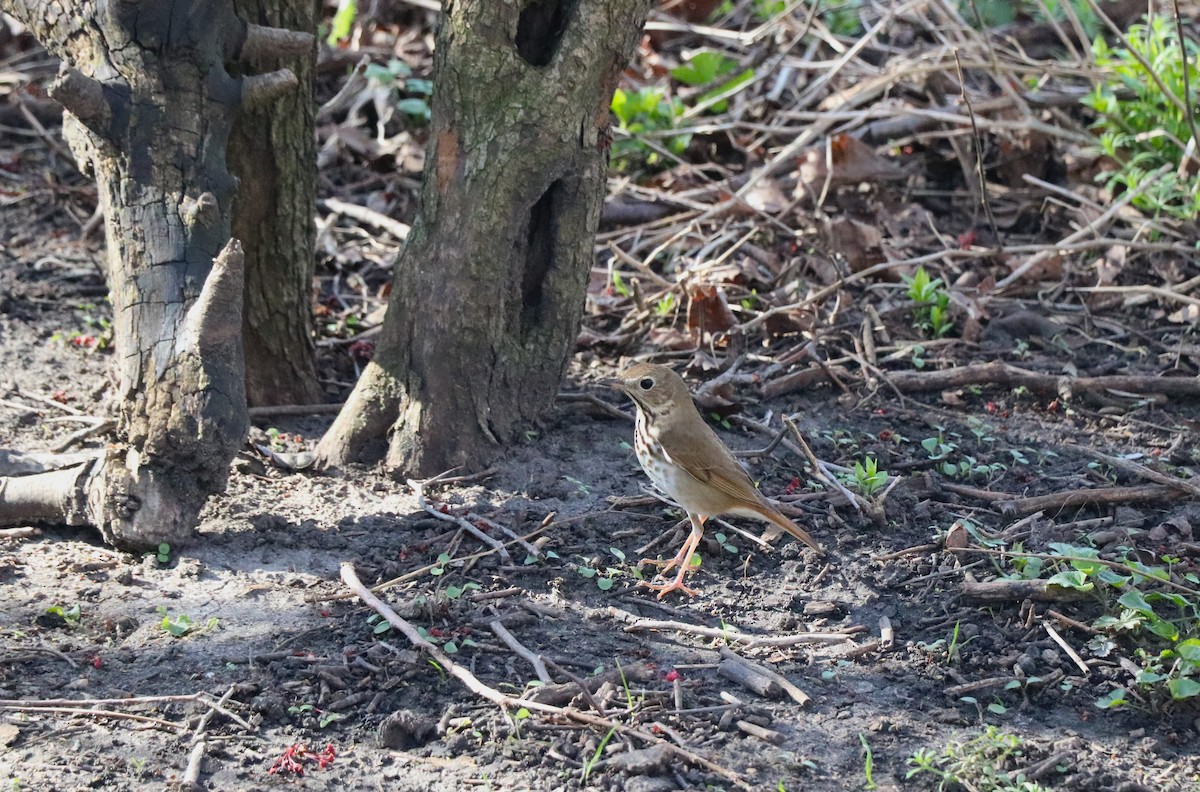 Hermit Thrush - Lisa Maier