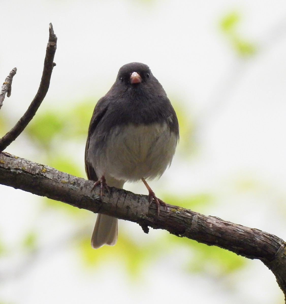 Dark-eyed Junco - Delores Steinlicht