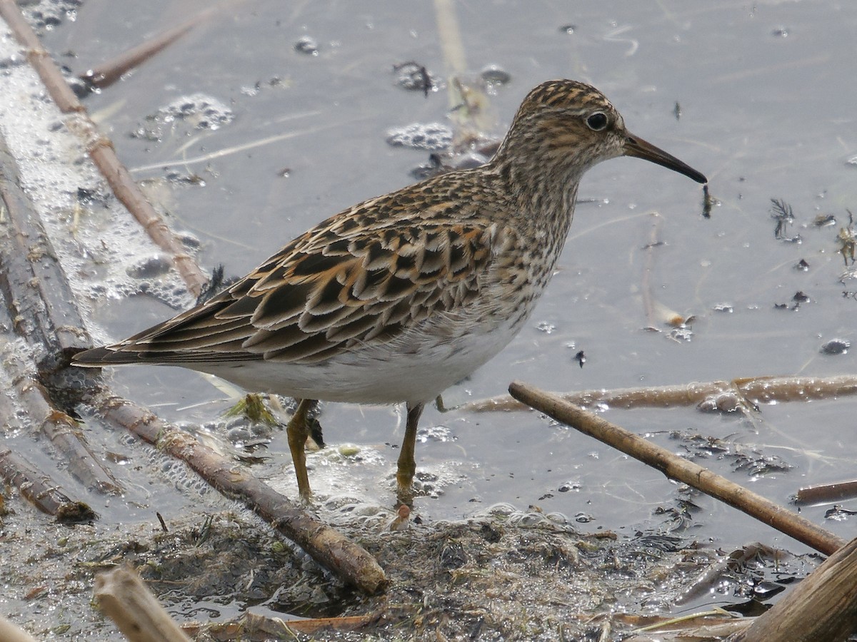 Baird's Sandpiper - Edith Holden