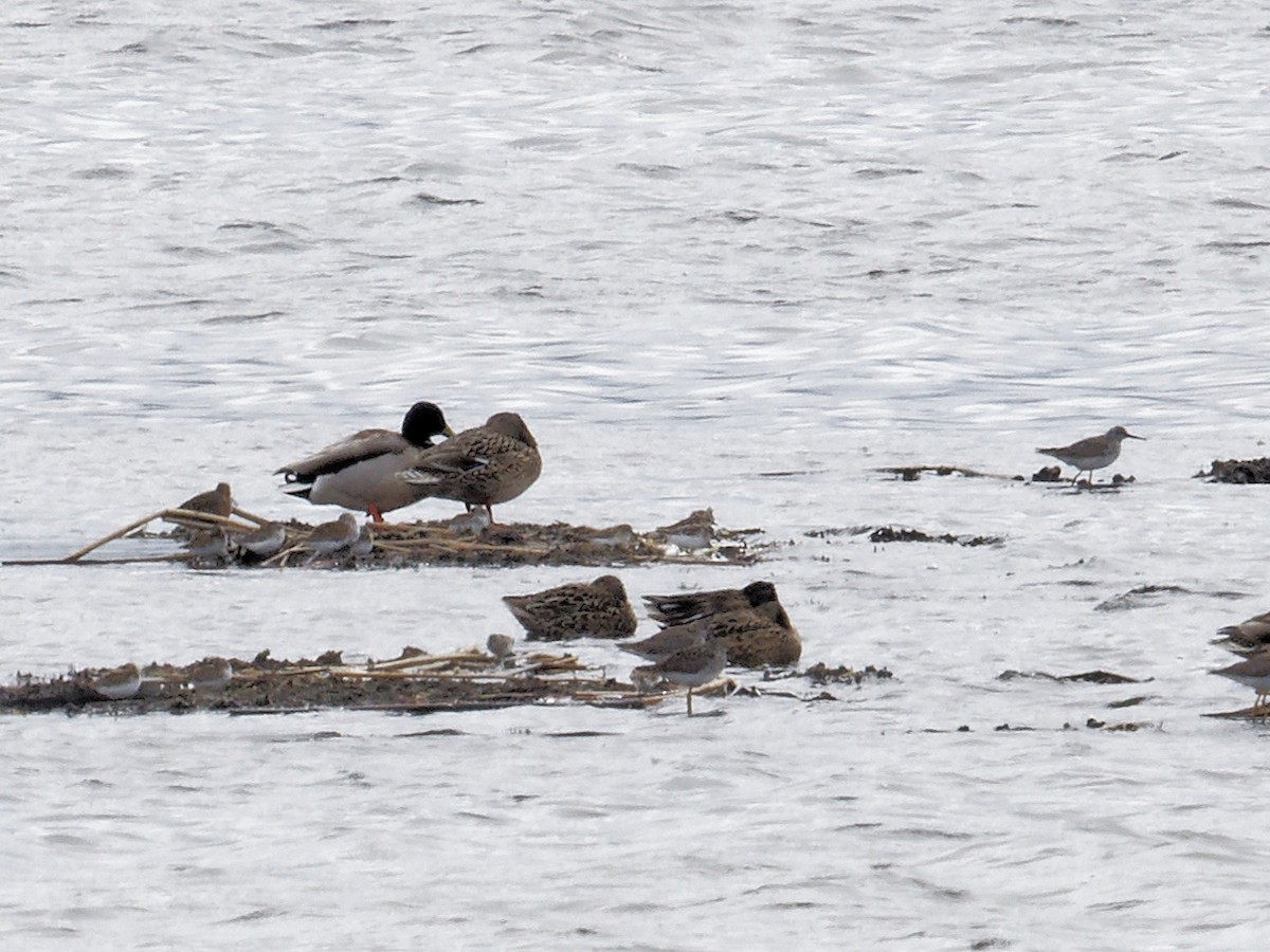 Least Sandpiper - Edith Holden