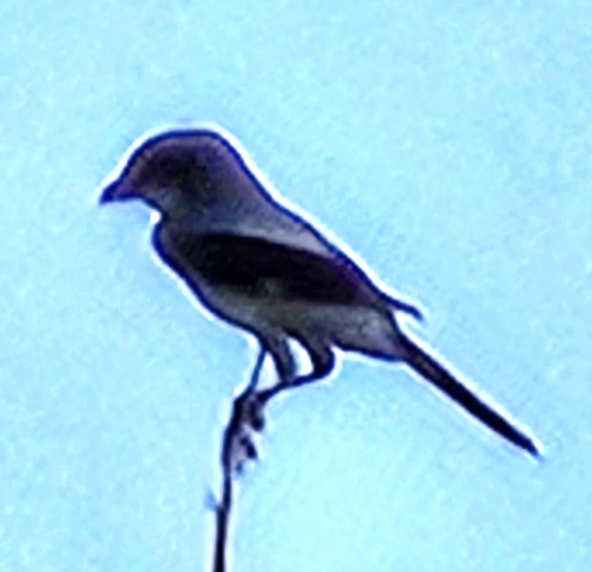 Loggerhead Shrike - Gautham Mohan