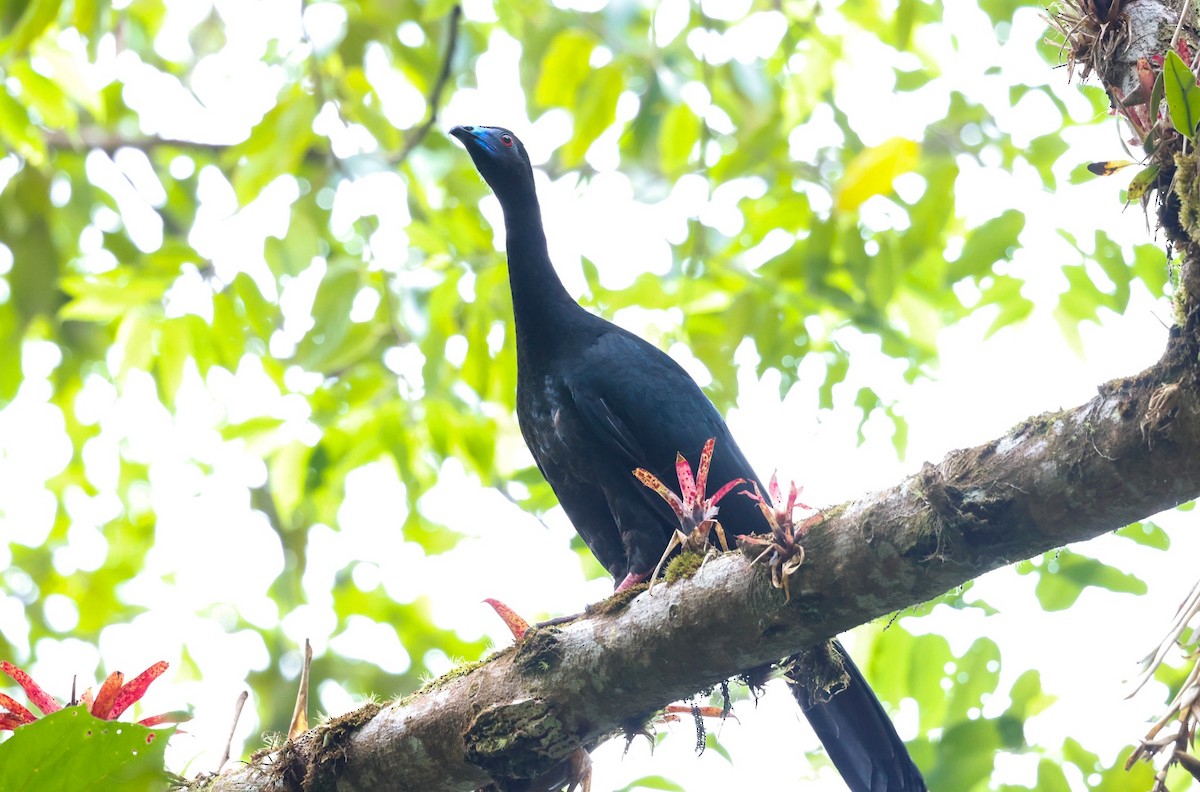 Black Guan - Cristina Rappa