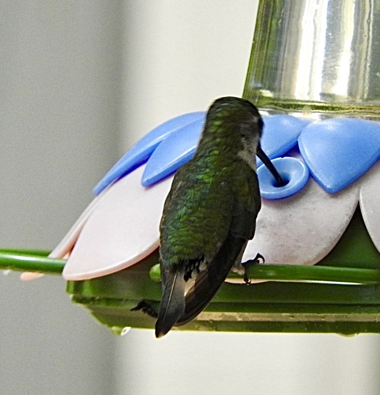 Ruby-throated Hummingbird - Barbara Paulus