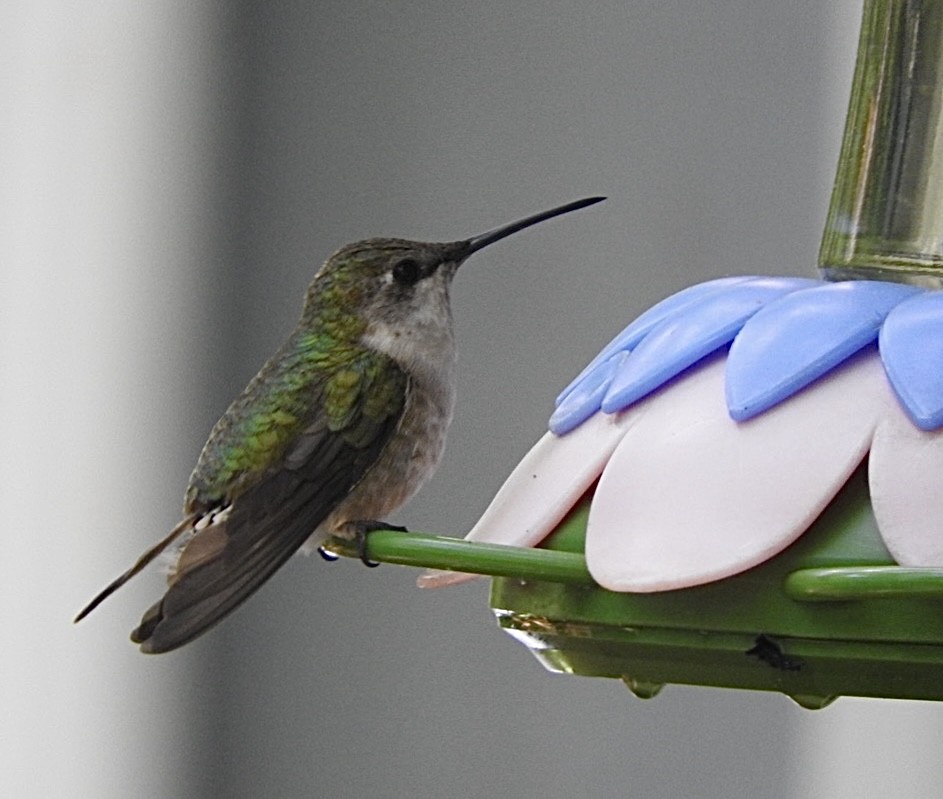 Ruby-throated Hummingbird - Barbara Paulus