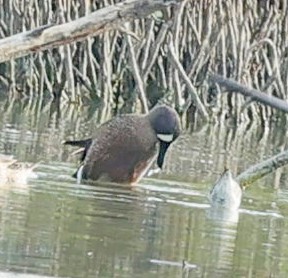 Blue-winged Teal - ML619485849