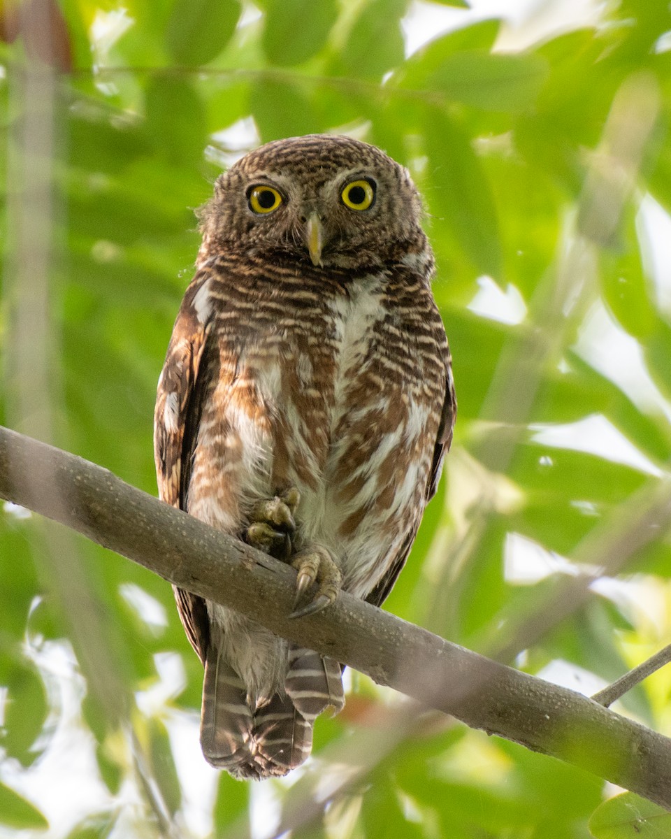 Asian Barred Owlet - ML619485852