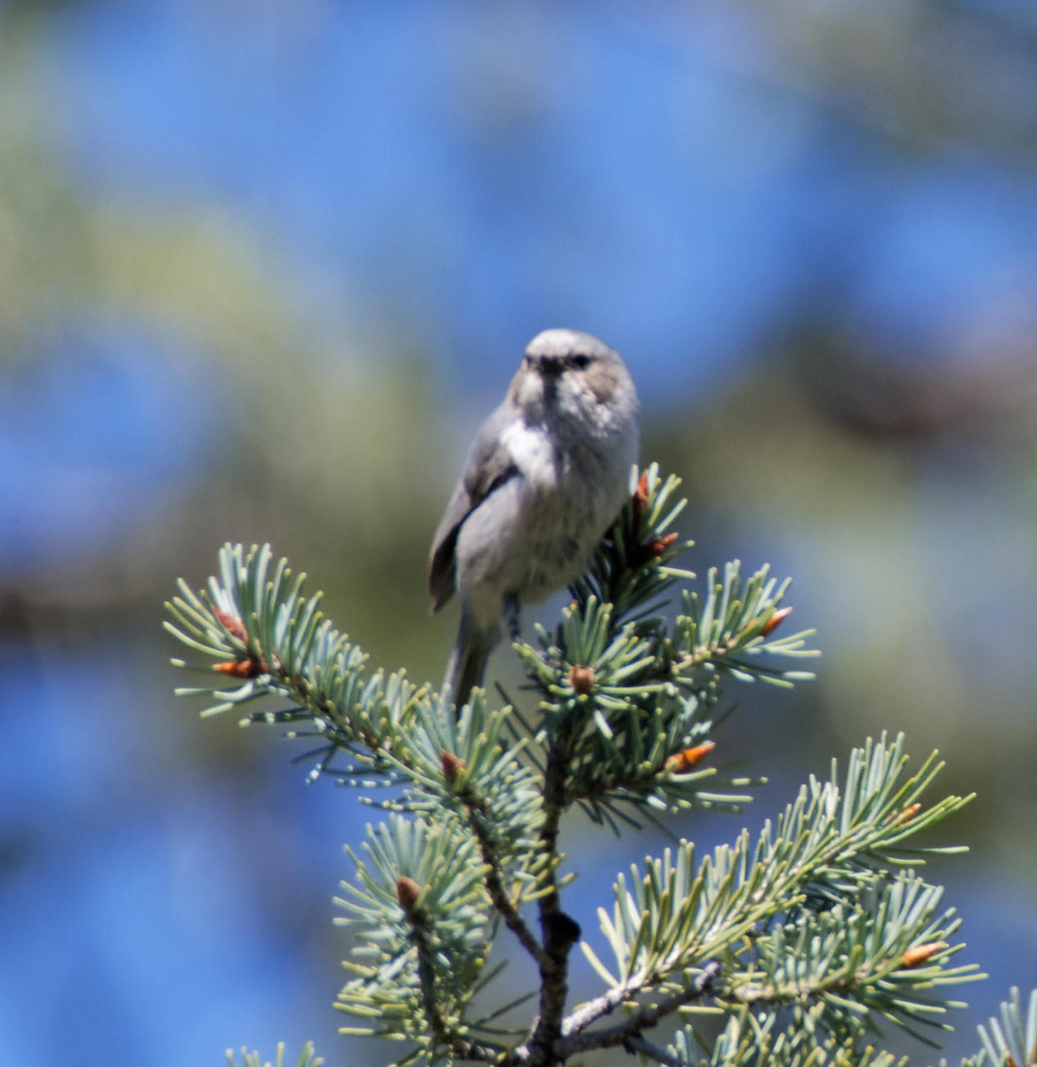 Bushtit - Leslie Holzmann