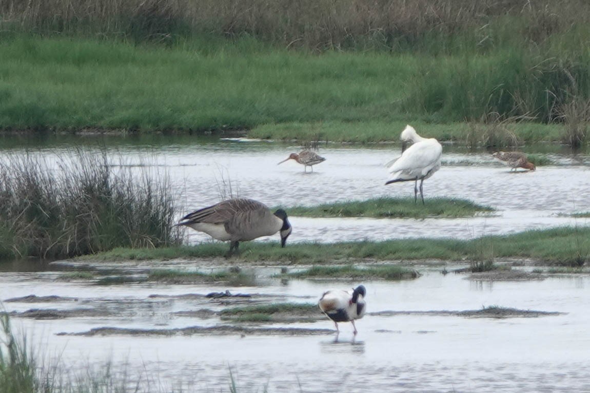 Eurasian Spoonbill - Robert Wright