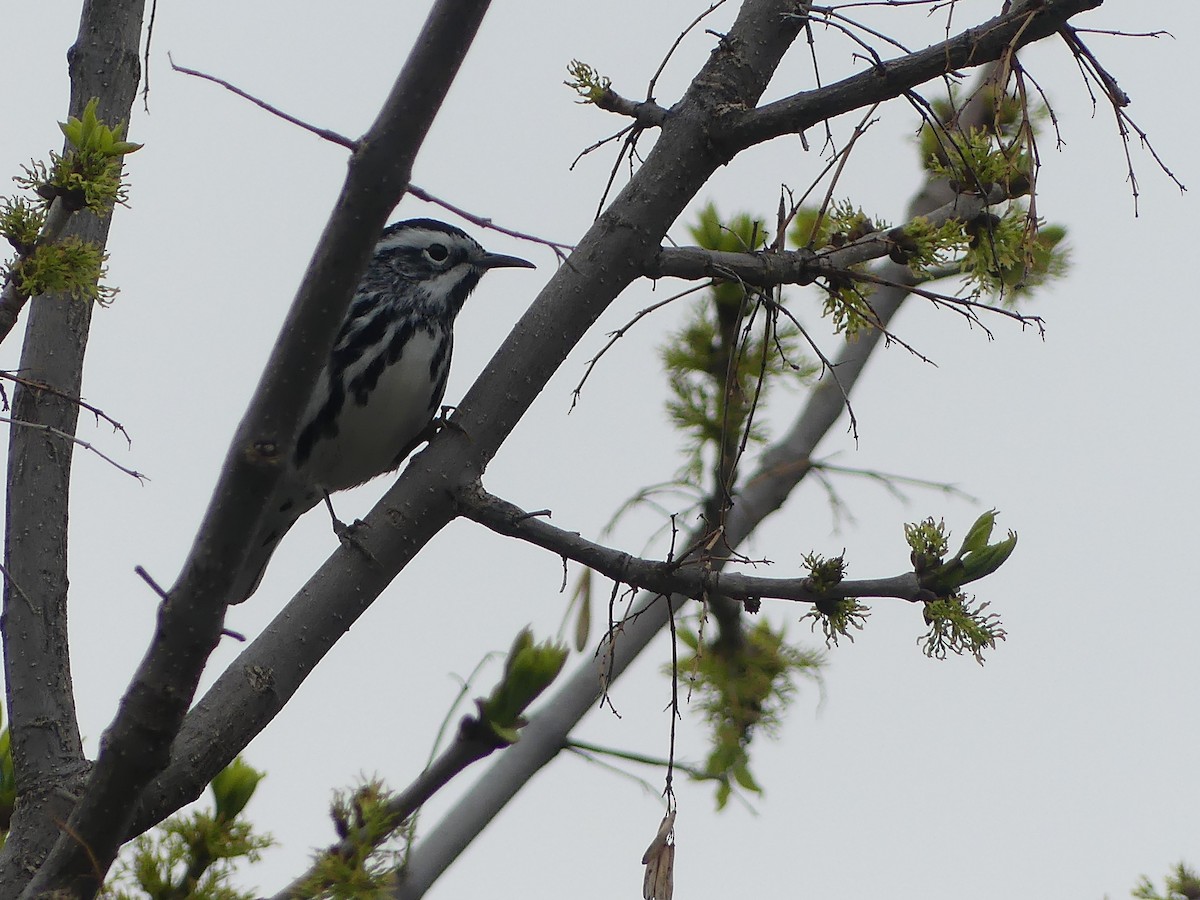 Black-and-white Warbler - Peder Stenslie