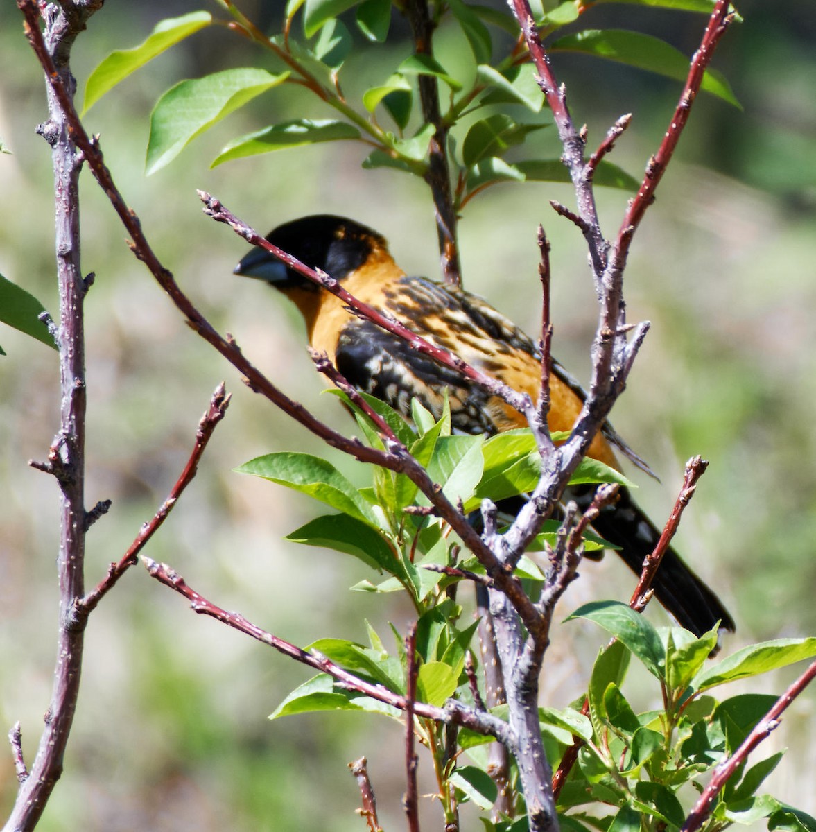 Black-headed Grosbeak - Leslie Holzmann